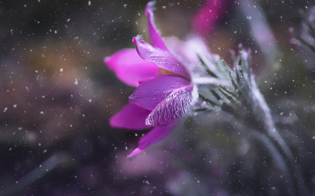 Purple flower macro water droplets free wallpaper for desktop - medium preview image