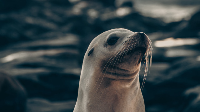 Seal looking up sky rocks free wallpaper for desktop - medium preview image