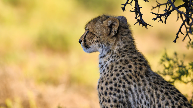 Cheetah tree autumn wildlife blurry free wallpaper for desktop - medium preview image