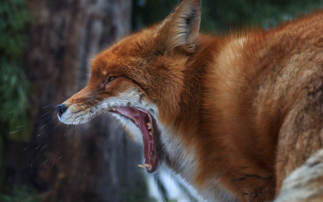 Red fox open mouth fangs free wallpaper for desktop - medium preview image