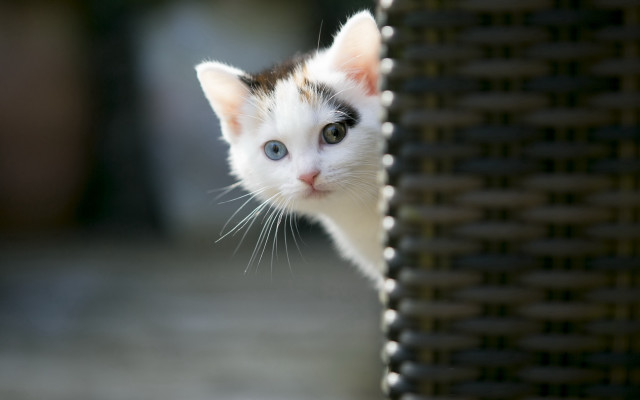 Small kitten peeking wicker chair free wallpaper for desktop - medium preview image