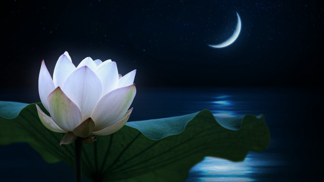 Lotus moon water magic realism free wallpaper for desktop - medium preview image