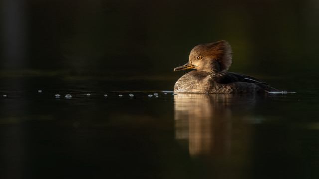 Duck reflection water backlit bird free wallpaper for desktop - medium preview image