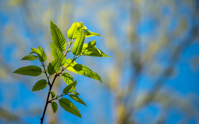 Green leafy branch blue sky free wallpaper for desktop - medium preview image