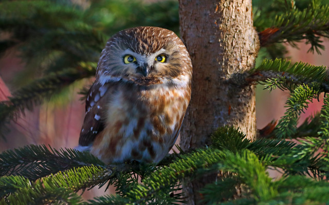 Brown owl green eyes nature free wallpaper for desktop - medium preview image