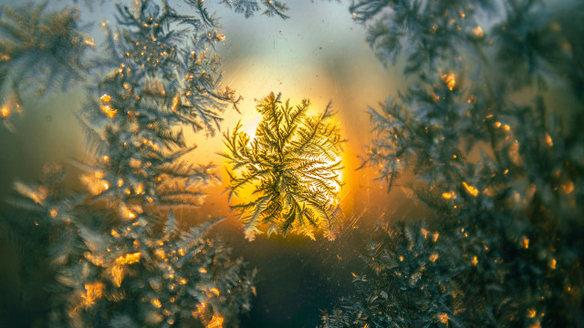 Tree window sunset sunbeam autumn free wallpaper for desktop - medium preview image