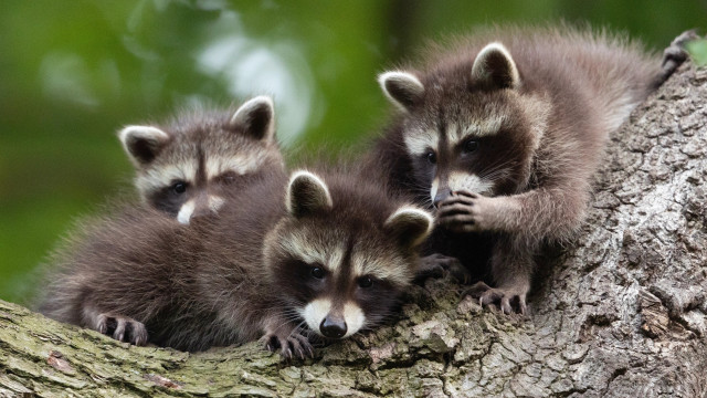 Raccoons tree branch outdoor nature free wallpaper for desktop - medium preview image