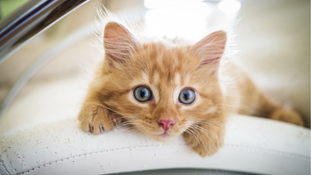 Small orange kitten blue eyes free wallpaper for desktop - medium preview image