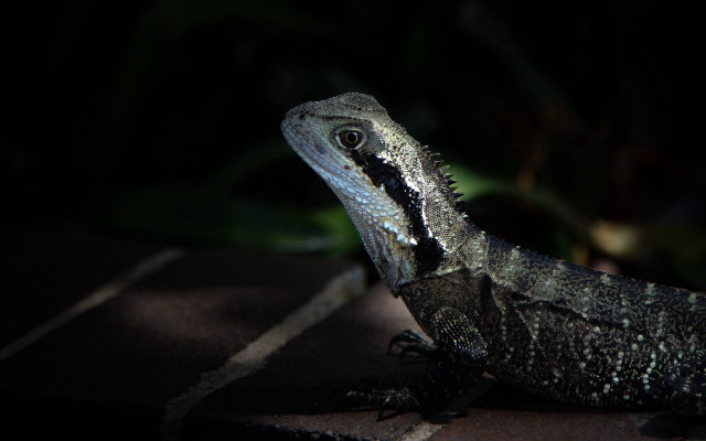 Lizard brick dark upward blurry free wallpaper for desktop - medium preview image