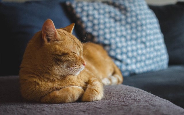 Sleeping cat couch pillows photorealistic free wallpaper for desktop - medium preview image