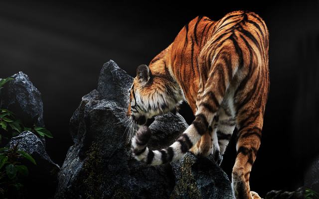 Tiger walking rock dark room free wallpaper for desktop - medium preview image