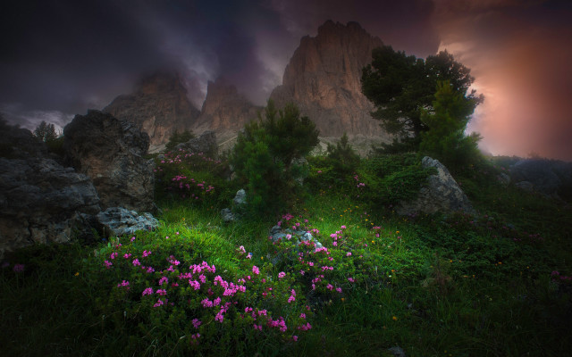 Flower field rocks cloudy night free wallpaper for desktop - medium preview image