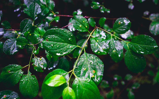 Green leaves water drops naturalism free wallpaper for desktop - medium preview image