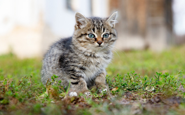 Blue eyed kitten sitting grass free wallpaper for desktop - medium preview image