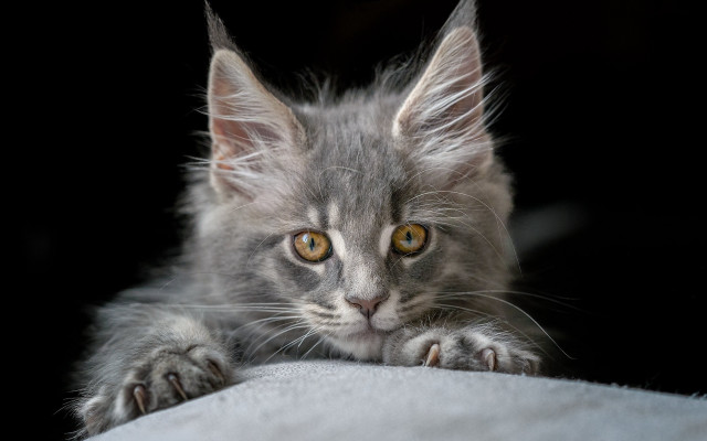 Small gray kitten yellow eyes free wallpaper for desktop - medium preview image