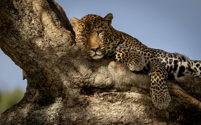 Leopard resting tree branch sun free wallpaper for desktop - medium preview image