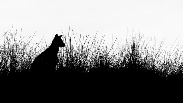 Giraffe tallgrass silhouette monochrome sky free wallpaper for desktop - medium preview image