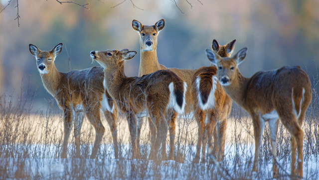 Deer group snowy field trees #2 free wallpaper for desktop - medium preview image