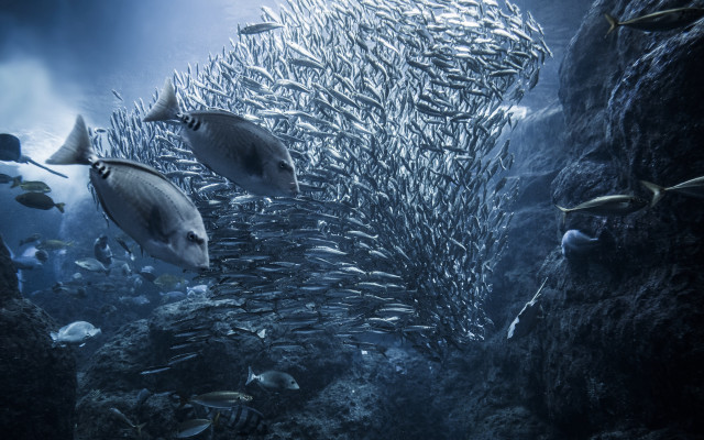 Underwater fish school rocky cliff free wallpaper for desktop - medium preview image