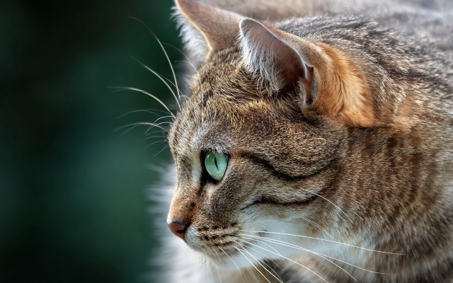 Cat green eyes macro photography free wallpaper for desktop - medium preview image
