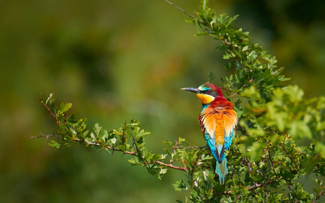 Colorful bird tree branch leaves free wallpaper for desktop - medium preview image