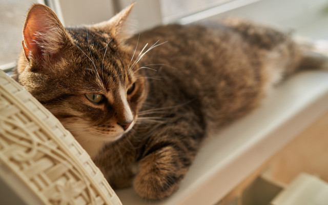 Cat window sill felix darley free wallpaper for desktop - medium preview image