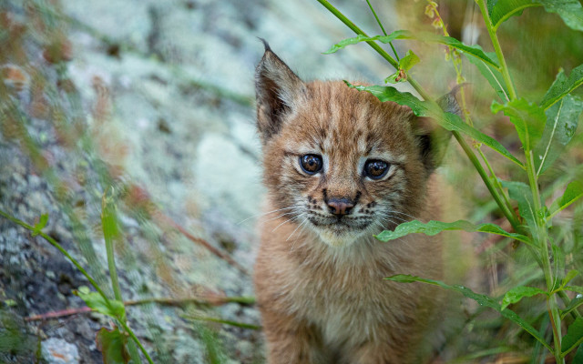 Kitten green field rock wall free wallpaper for desktop - medium preview image