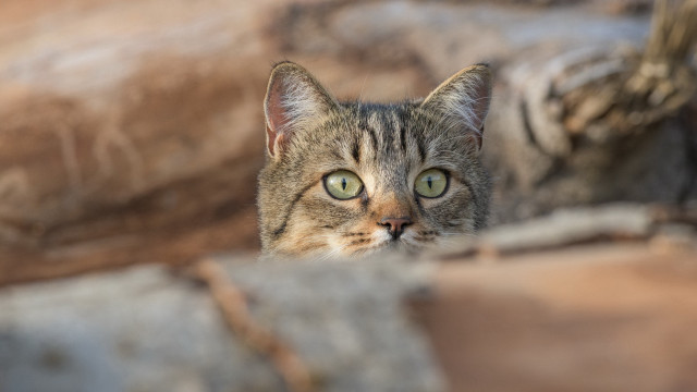 Cat green eye rock wall free wallpaper for desktop - medium preview image