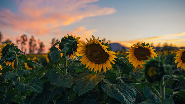 Sunflowers sunset clouds field dusk free wallpaper for desktop - medium preview image
