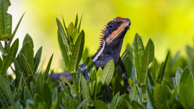 Lizard bush leaves closed eyes free wallpaper for desktop - medium preview image