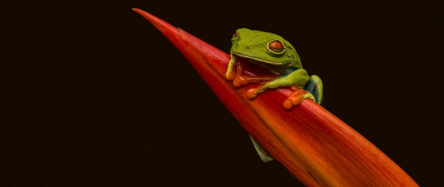 Green frog red flower macro free wallpaper for desktop - medium preview image