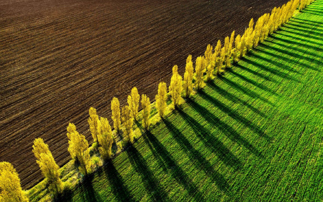 Trees shadow field fence flower free wallpaper for desktop - medium preview image