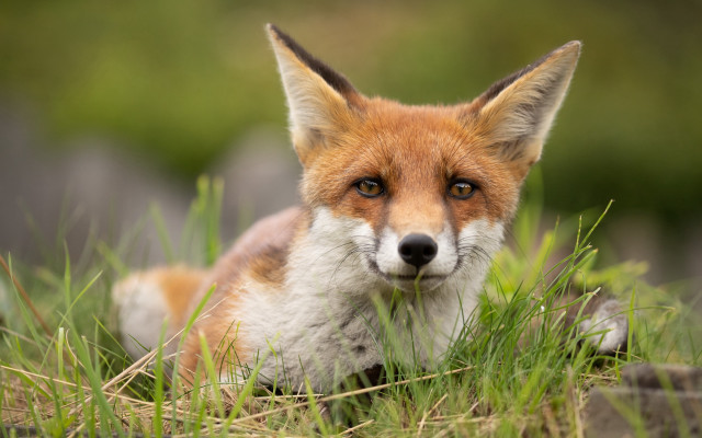 Fox closeup fox in grass free wallpaper for desktop - medium preview image