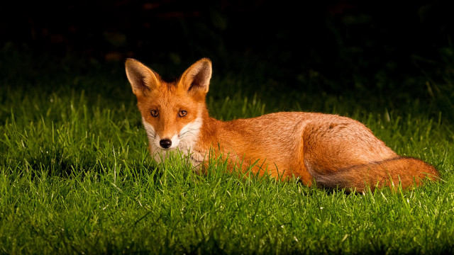 Red fox sad eyes nature free wallpaper for desktop - medium preview image