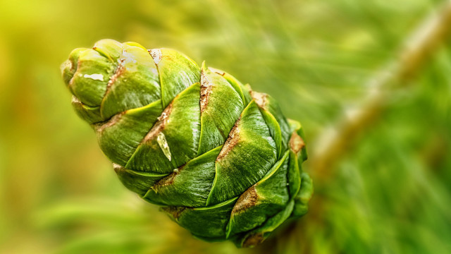 Green leaf brown tip macro free wallpaper for desktop - medium preview image