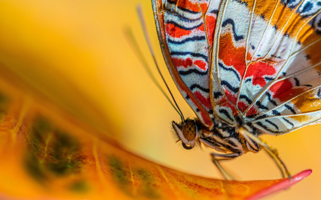 Colorful butterfly yellow flower cloisonnism free wallpaper for desktop - medium preview image