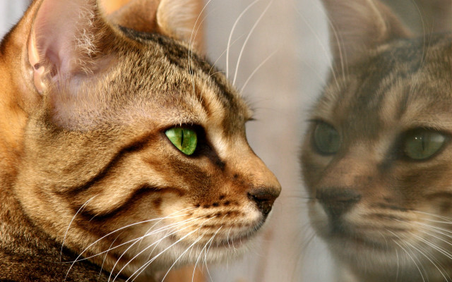 Cat green eyes reflection hologram free wallpaper for desktop - medium preview image