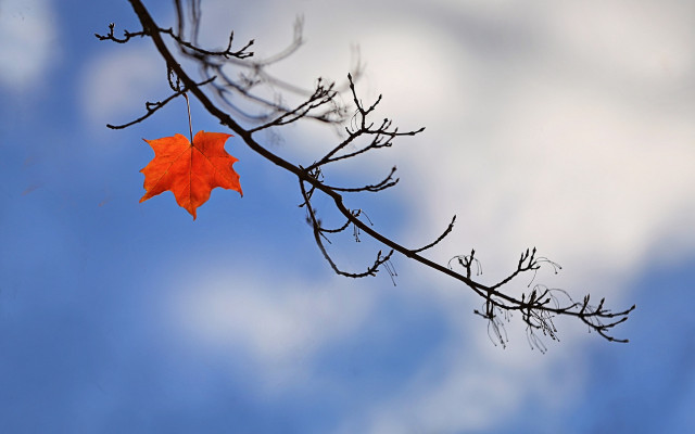 Autumn leaf bare tree blue free wallpaper for desktop - medium preview image