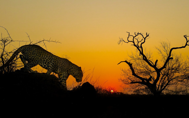 Leopard sunset forest silhouette bamboo free wallpaper for desktop - medium preview image