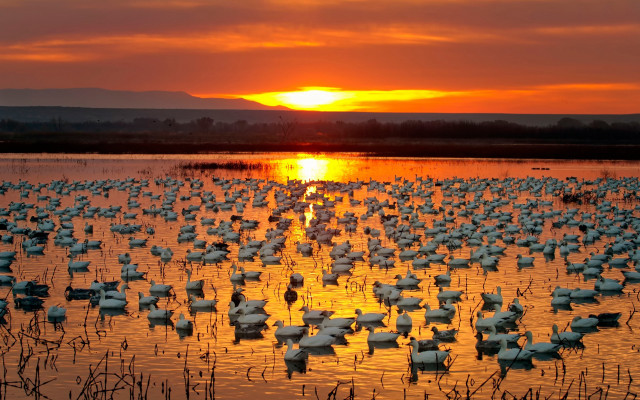 Birds lake sunset autumn ecological free wallpaper for desktop - medium preview image