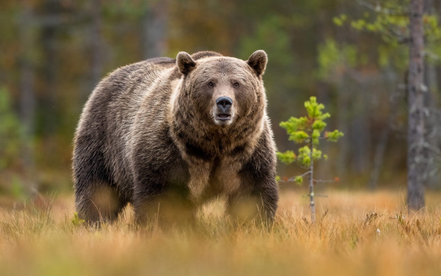 Brown bear forest plant motion free wallpaper for desktop - medium preview image