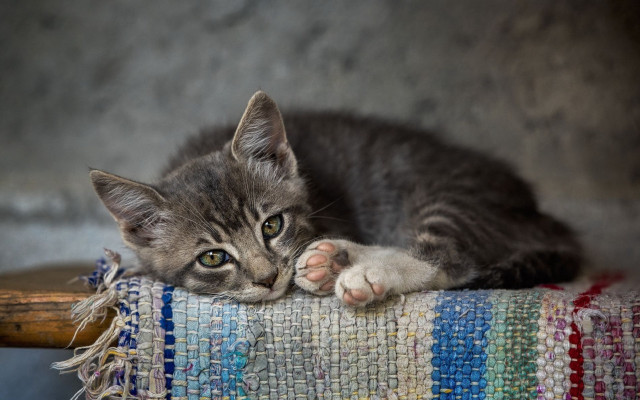 Kitten colorful blanket chair wooden free wallpaper for desktop - medium preview image