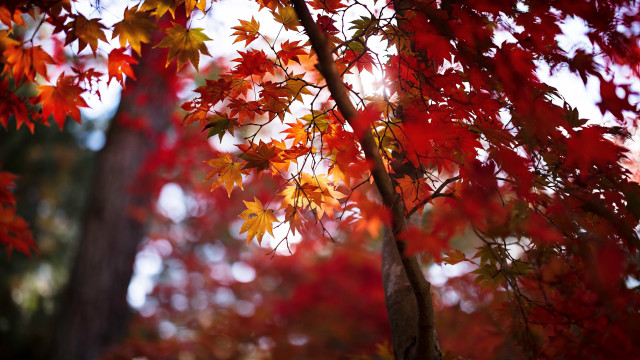 Tree red leaves autumn sunset free wallpaper for desktop - medium preview image