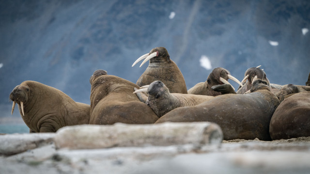 Walins beach group bird mountain free wallpaper for desktop - medium preview image