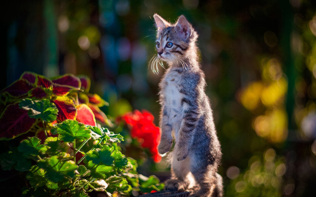 Small kitten rock bush flowers free wallpaper for desktop - medium preview image