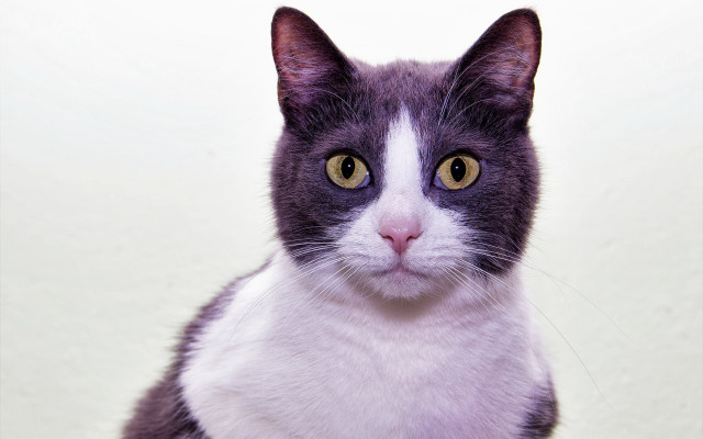 Black cat white face yellow free wallpaper for desktop - medium preview image