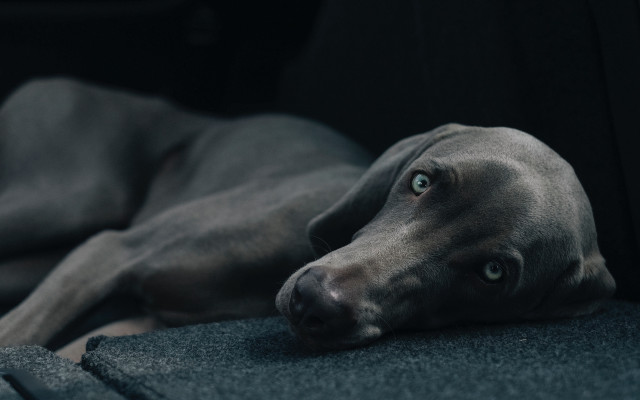 Dog couch tiltshift vanitas portrait free wallpaper for desktop - medium preview image