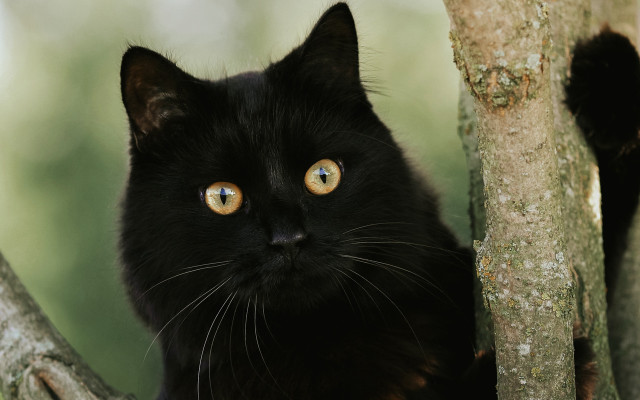 Black cat yellow eyes sitting #5 free wallpaper for desktop - medium preview image