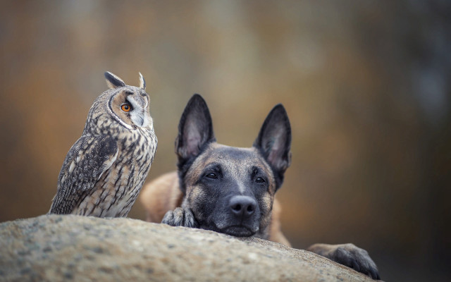 Dog owl surreal rock serious free wallpaper for desktop - medium preview image