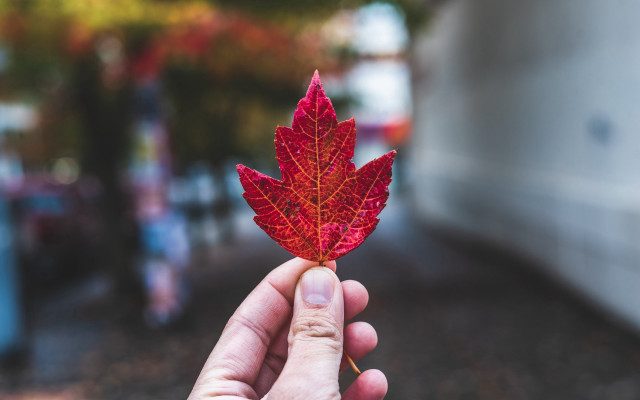 Person holding red leaf autumn free wallpaper for desktop - medium preview image